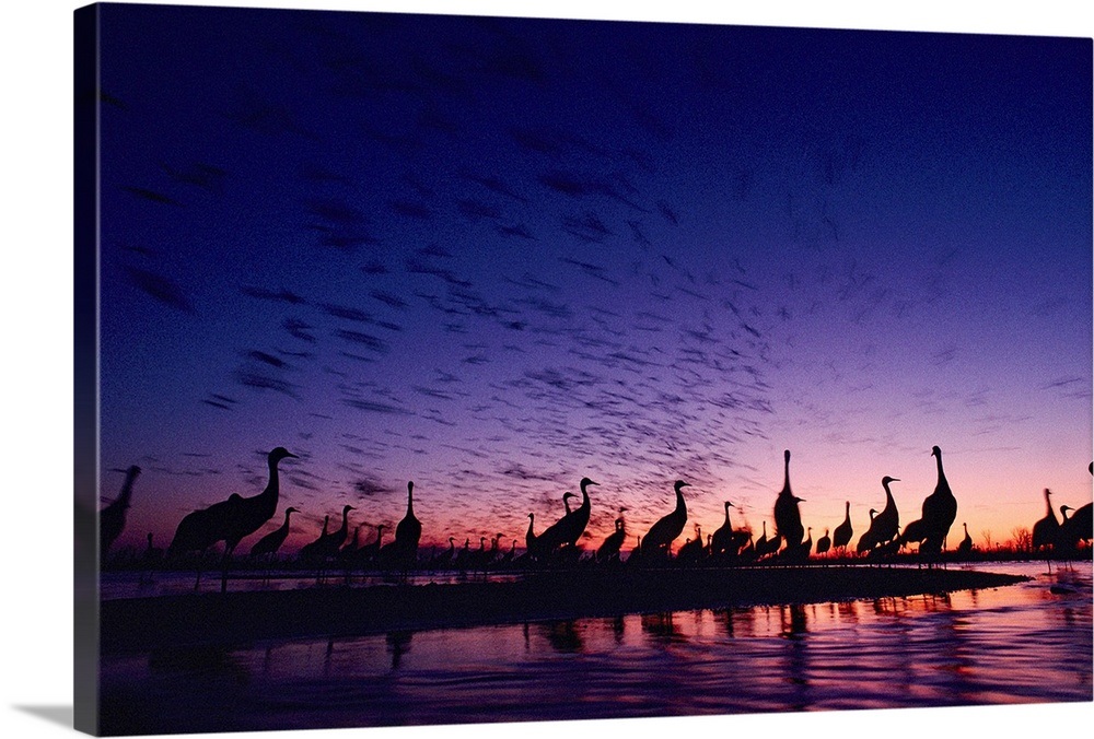 It Was Twilight And Sandhill Cranes >> Sandhill Cranes Silhouetted Against A Twilight Sky Nebraska Wall It Was Twilight And Sandhill Cranes >> Sandhill Cranes Silhouetted Against A Twilight Sky Nebraska Wall
