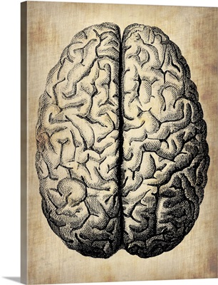 Vintage Brain