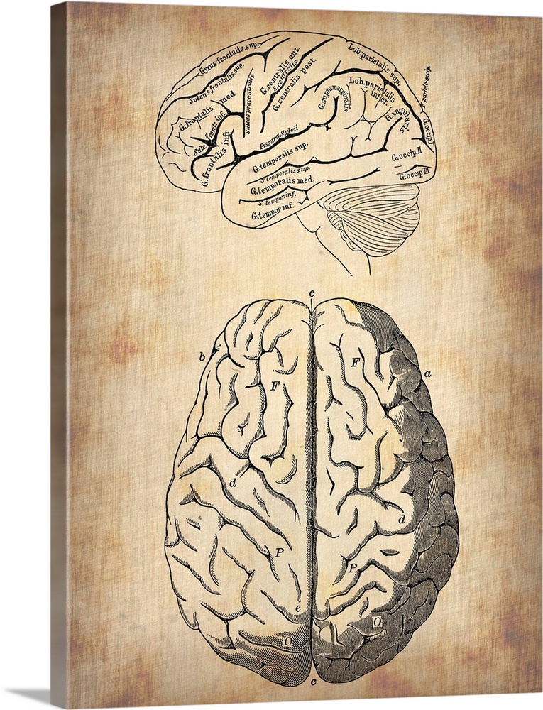 Vintage Brain Anatomy, vintage art, vintage prints