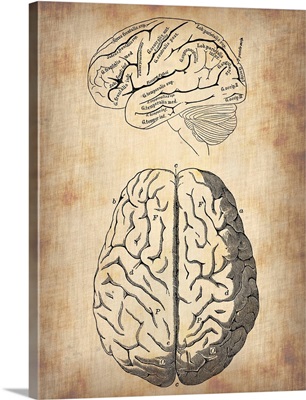 Vintage Brain Anatomy