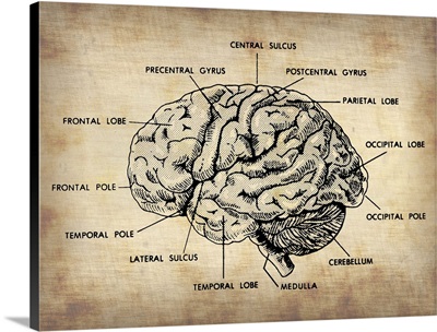 Vintage Brain Map Anatomy