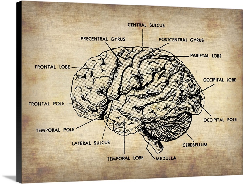 Vintage Brain Map Anatomy Wall Art, Canvas Prints, Framed Prints, Wall ...