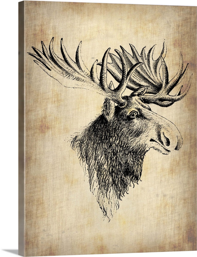 Moose, Vintage Moose, vintage art, vintage prints