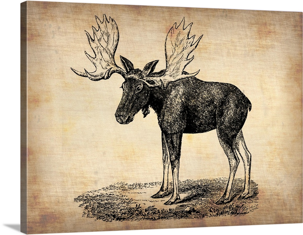 Vintage Moose, vintage art, vintage prints, old prints, old drawings