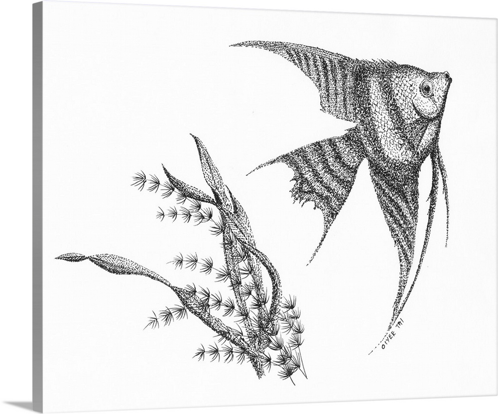 Pen and Ink Stippling of an angel fish and seaweed in black and white.
