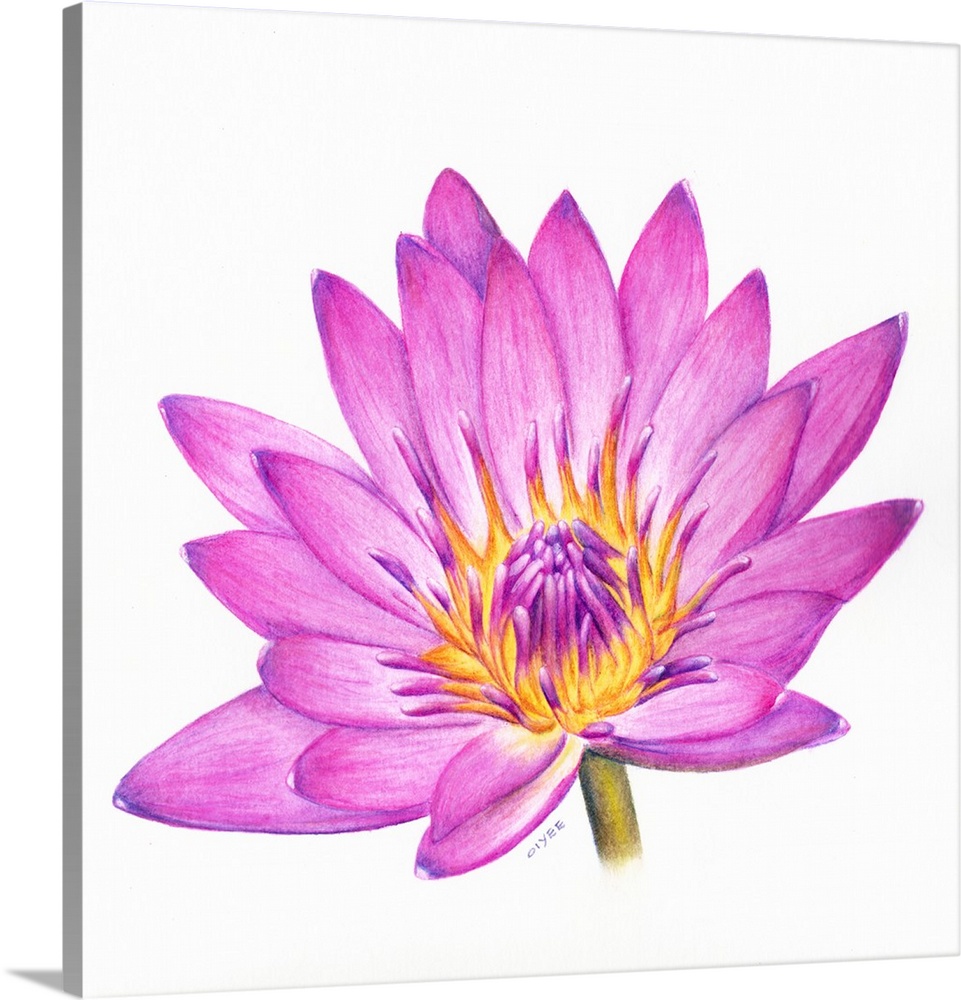 Square painting of a vibrant colored lotus flower on a white background.