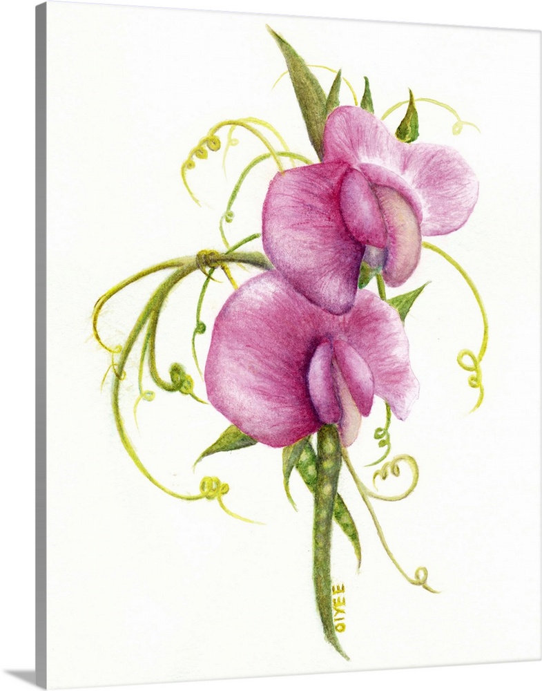 Contemporary painting of sweet pea flowers on a white background.