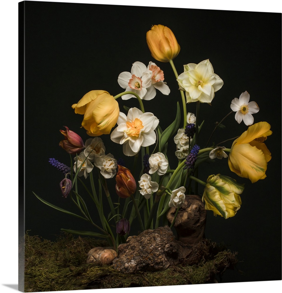 A Dutch golden age inspired still life image featuring daffodils, parrot tulips, and other spring blooms on a bed of moss ...