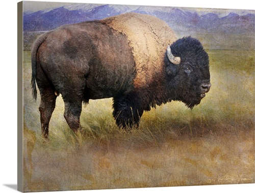 Bison Full Wall Art, Canvas Prints, Framed Prints, Wall Peels | Great ...