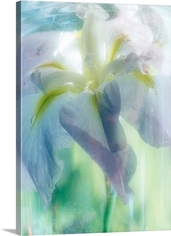 Blue Iris Wall Art, Canvas Prints, Framed Prints, Wall Peels | Great