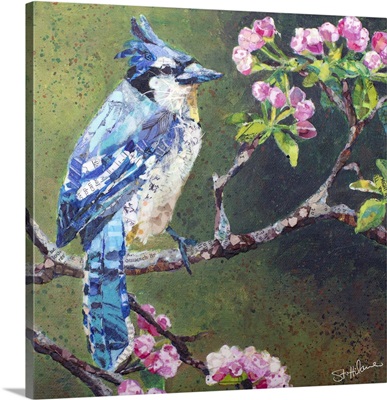 Blue Jay On Apple Blossoms