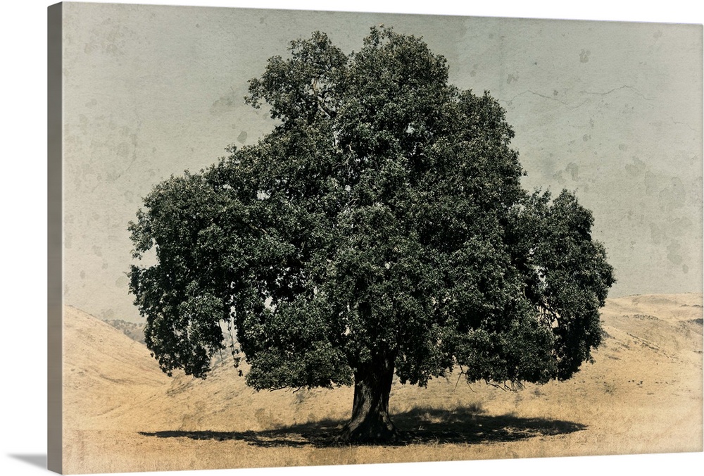 California Oak
