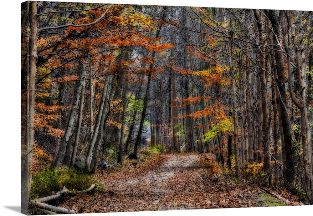 Soft-focus effect applied to fall foliage along a mountain trail in Croton Dam Park.
