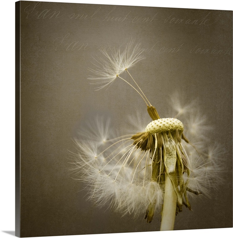 Dandelion Great Big Canvas