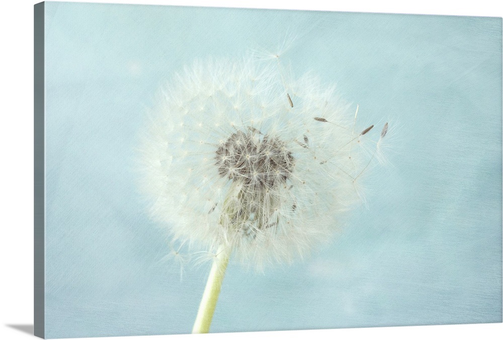 Dandelion in Flight Wall Art, Canvas Prints, Framed Prints, Wall Peels