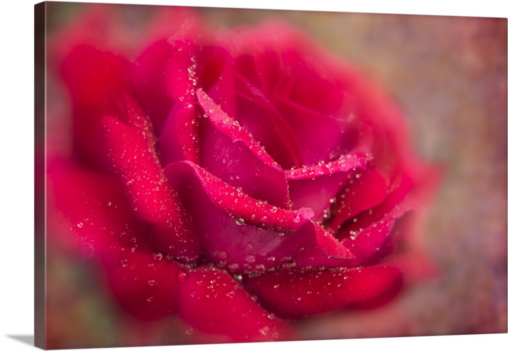 Soft focus and texture effects applied to a red Grandiflora rose - New York Botanical Garden.