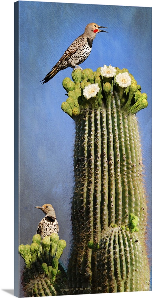 Contemporary artwork of a flicker perched on a desert cactus.