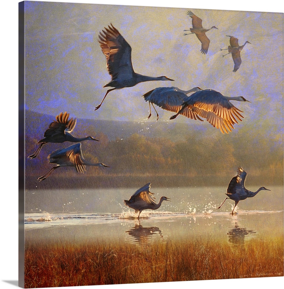 Contemporary artwork of a flock of cranes taking to flight.