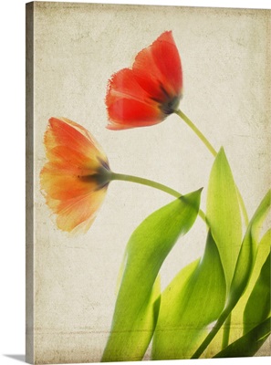 Garden Tulips