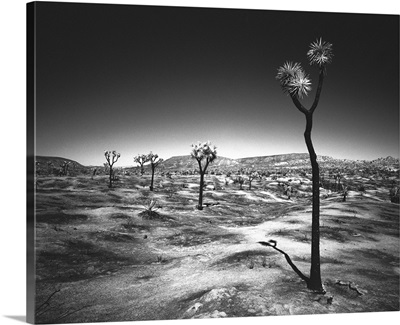Joshua Tree Desert