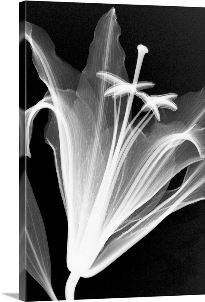 Fine art photograph using an x-ray effect to capture an ethereal-like image of a lily.