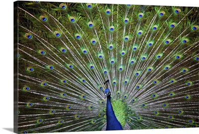 Two peacock feathers print by Tara Thelen