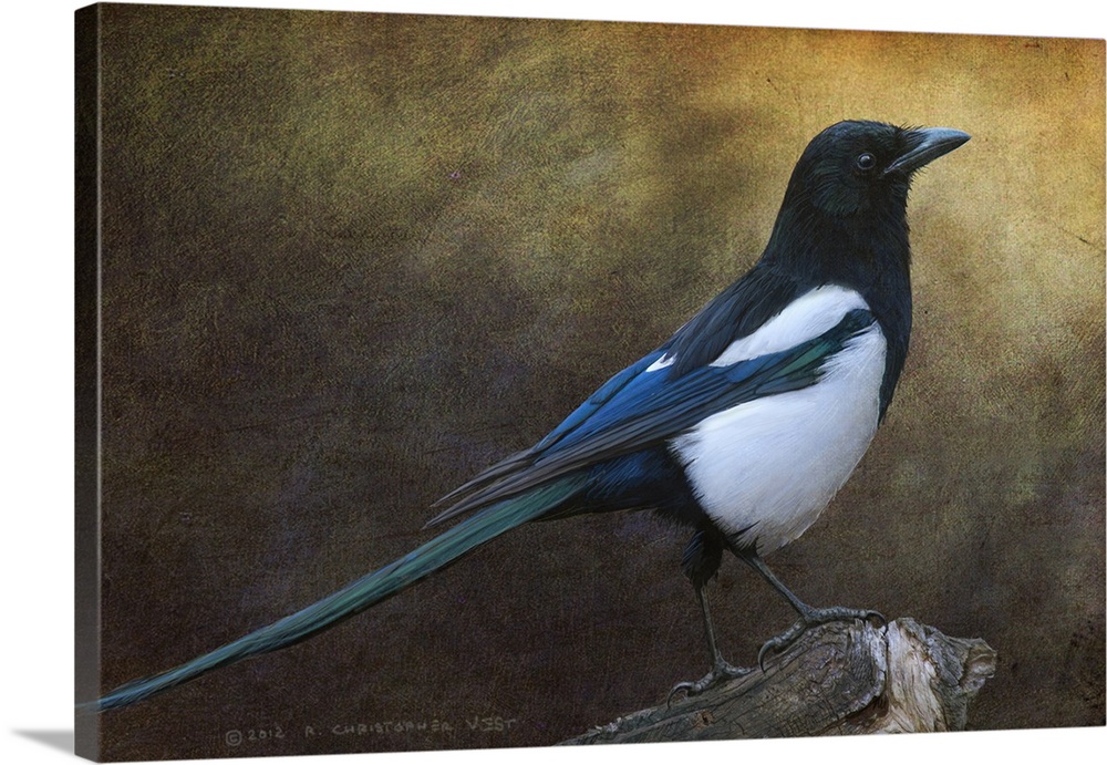 Contemporary artwork of a portrait of a magpie.
