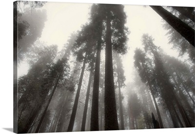 Misty Forest A