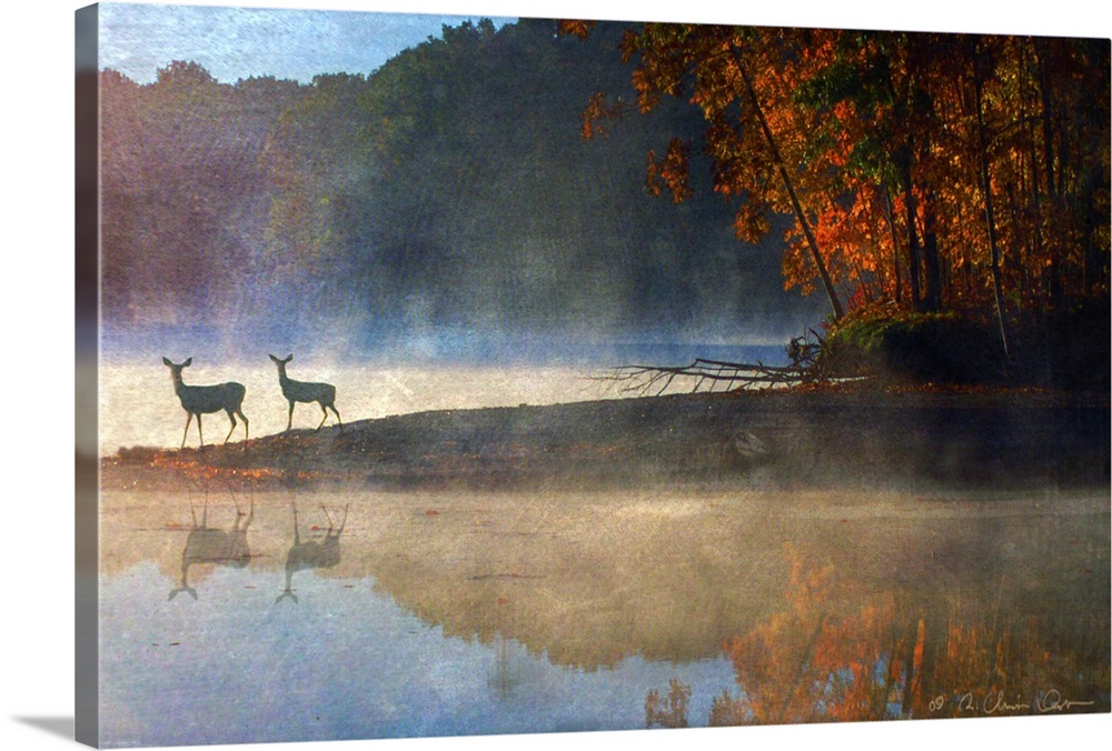 Misty Morning Deer