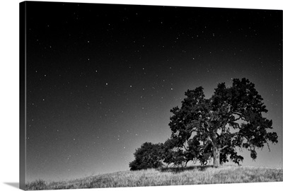 Night Oak And Stars