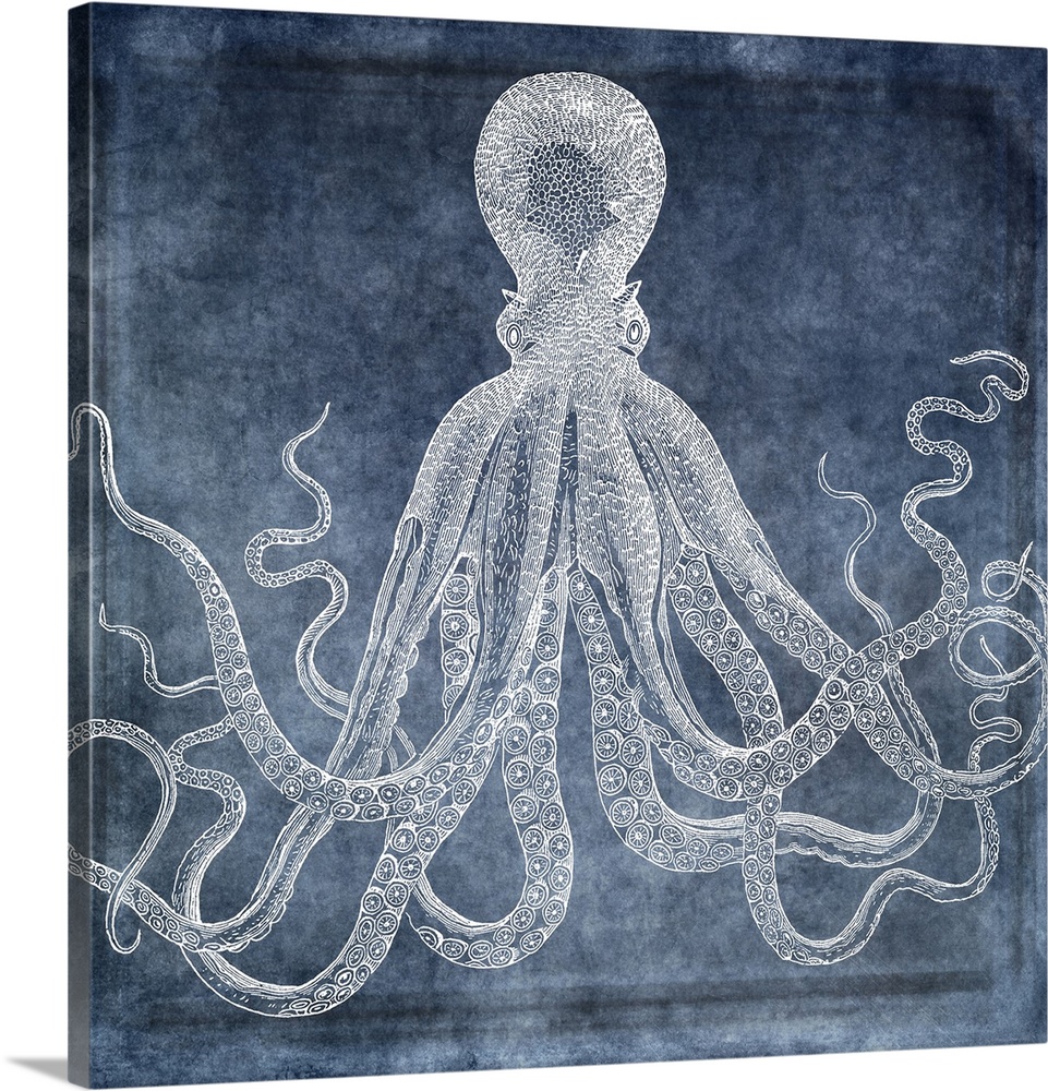 Distressed watercolor collaged with 19th century octopus illustration in white, denim, midnight blue, twilight blue, class...