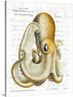 Octopus I