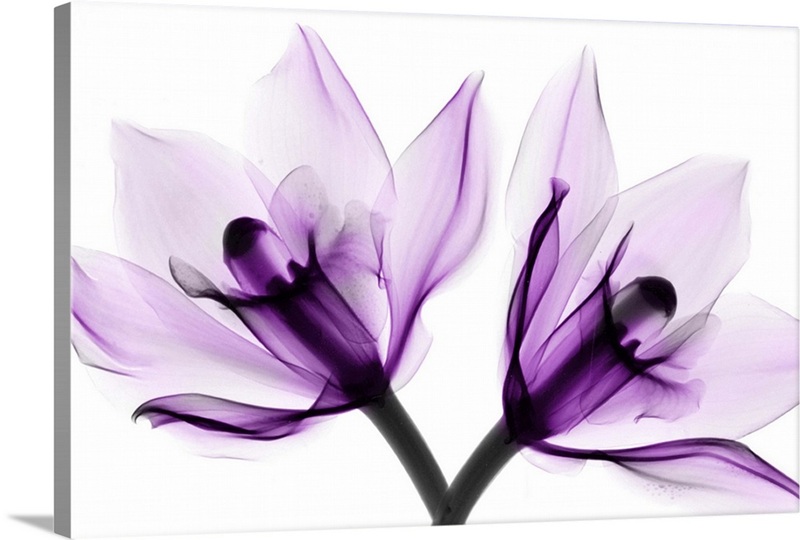 Orchids | Great Big Canvas