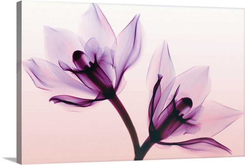 Orchids | Great Big Canvas