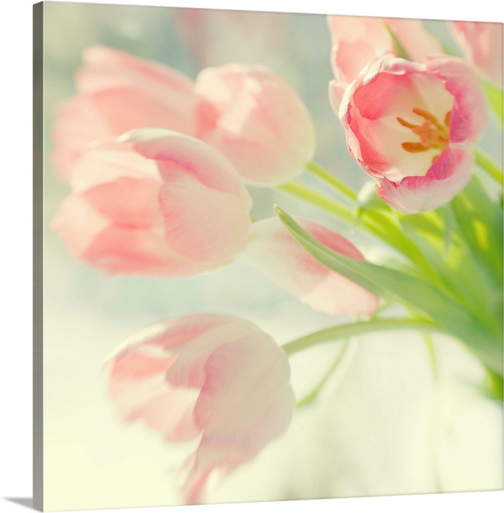 Pink Tulips Wall Art, Canvas Prints, Framed Prints, Wall Peels Great