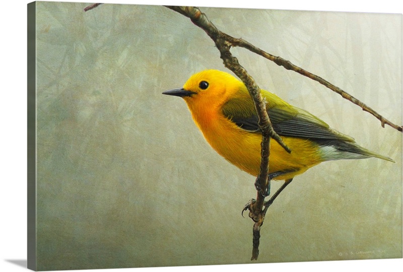 Prothonotary Warbler Wall Art, Canvas Prints, Framed Prints, Wall Peels ...