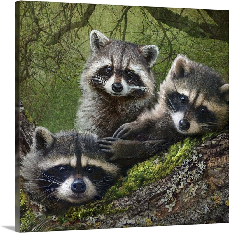 Raccoons As Art Wall Art Canvas Prints Framed Prints Wall Peels Great Big Canvas