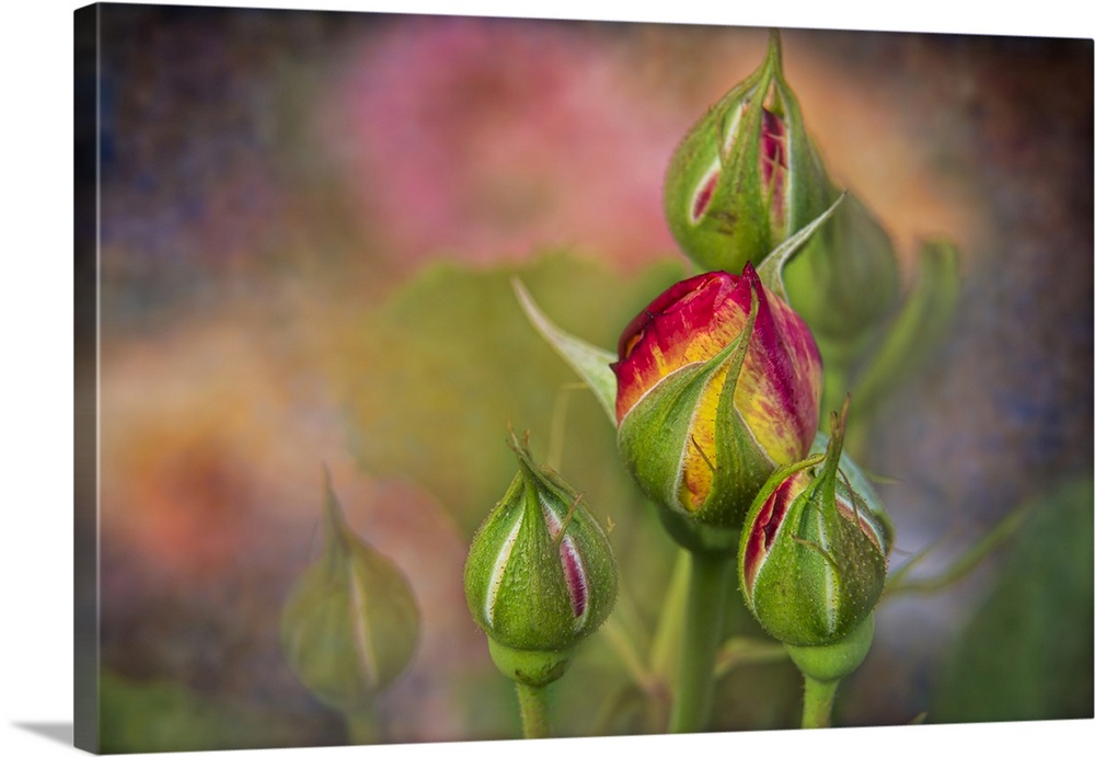 Soft focus and texture effects applied to shrub rose buds - New York Botanical Garden.