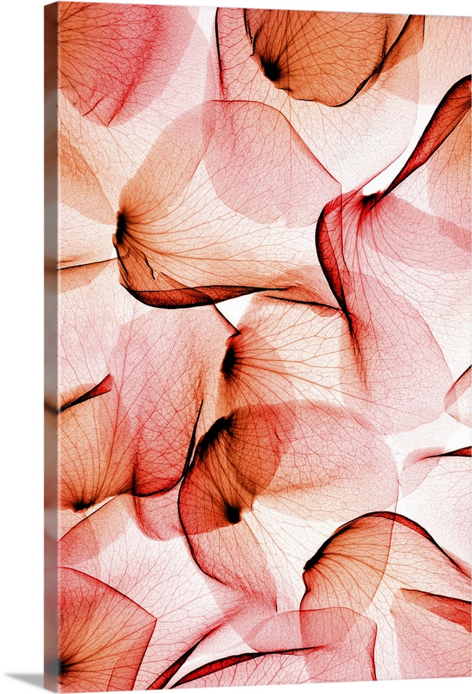 Fine art photograph using an x-ray effect to capture an ethereal-like image of rose petals.
