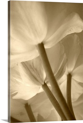 Sepia Tulip