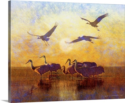 Sunrise Cranes