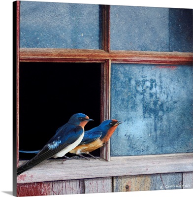 Swallows Window