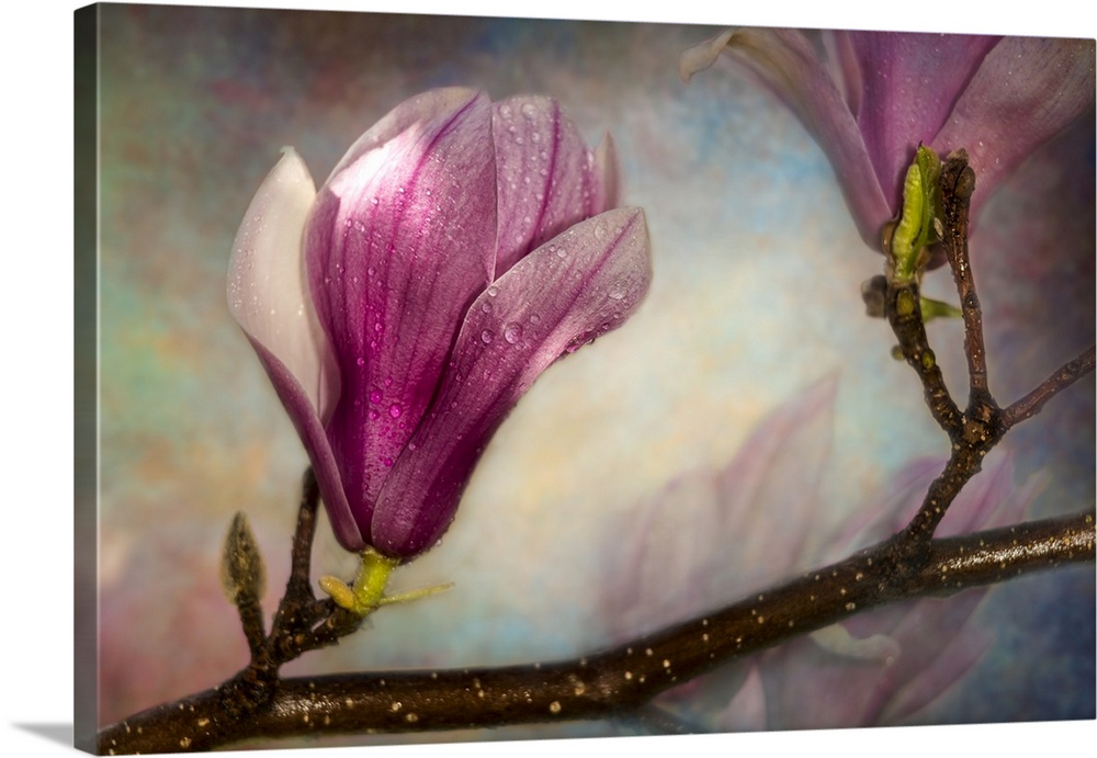 Soft focus and texture effects applied to saucer magnolia buds - New York Botanical Garden.