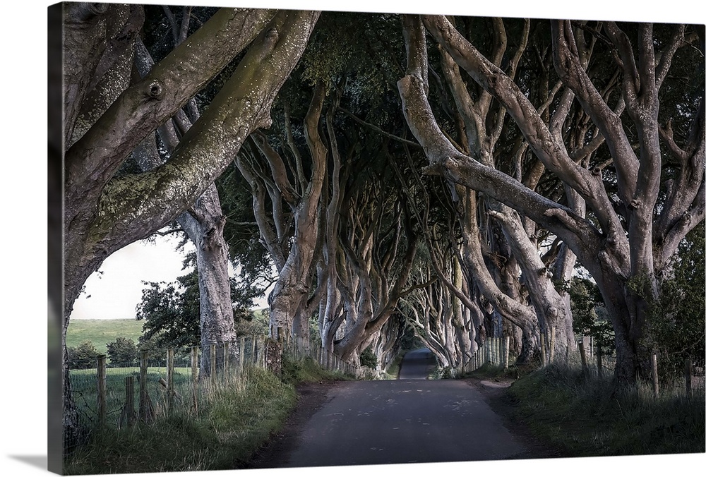HDR photograph of a road leading through a grove of gnarled looking trees in Northern Ireland.