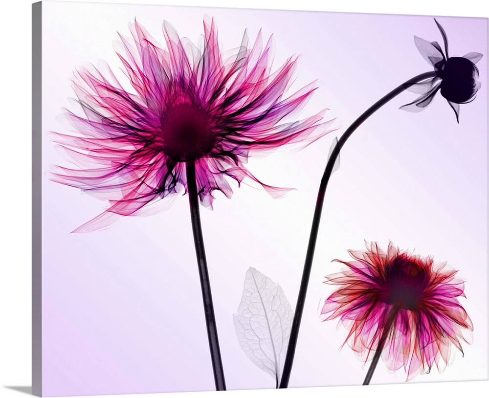 Fine art photograph using an x-ray effect to capture an ethereal-like image of dahlias.