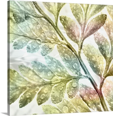 Transparent Water Fern