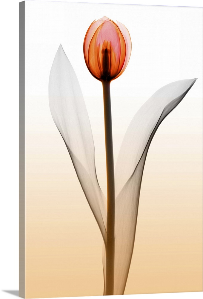 Fine art photograph using an x-ray effect to capture an ethereal-like image of a single tulip.