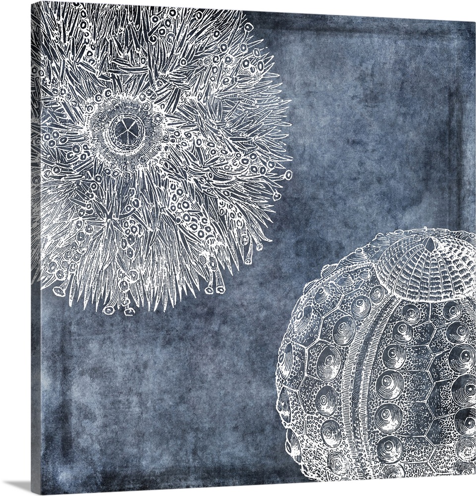 Watercolor urchin painting in white, denim, midnight blue, twilight blue, classic blue and navy tones. Watercolor art prin...