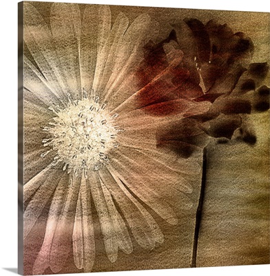 Vintage Poppy I