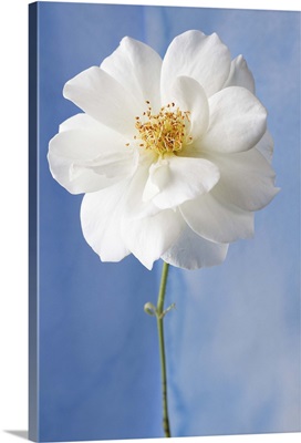 White Flower I